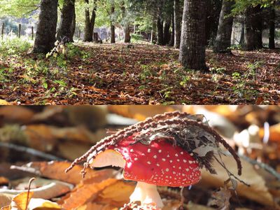 Chile Naturwald mit Pilzen - Unterkunft mit Gästezimmer in Pucon
